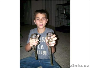  Мартышка Обезьяна 2